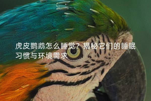 虎皮鹦鹉怎么睡觉？揭秘它们的睡眠习惯与环境需求