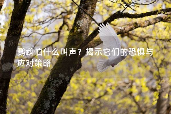 鹦鹉怕什么叫声？揭示它们的恐惧与应对策略
