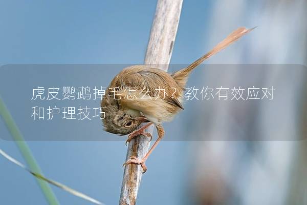虎皮鹦鹉掉毛怎么办？教你有效应对和护理技巧