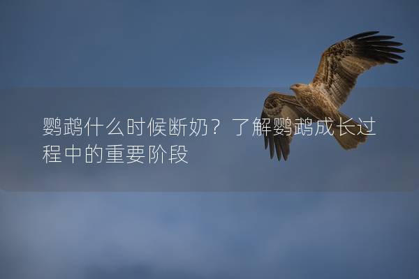 鹦鹉什么时候断奶？了解鹦鹉成长过程中的重要阶段