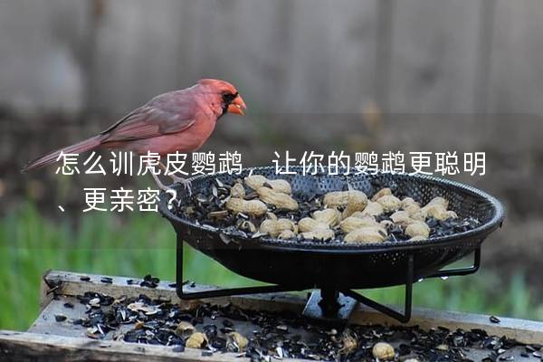 怎么训虎皮鹦鹉，让你的鹦鹉更聪明、更亲密？