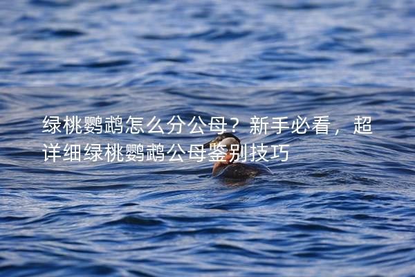 绿桃鹦鹉怎么分公母？新手必看，超详细绿桃鹦鹉公母鉴别技巧