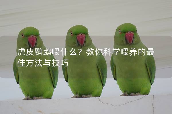 虎皮鹦鹉喂什么？教你科学喂养的最佳方法与技巧