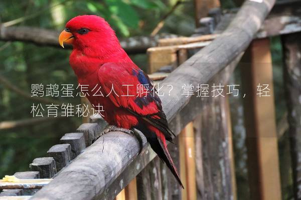鹦鹉蛋怎么人工孵化？掌握技巧，轻松育雏秘诀