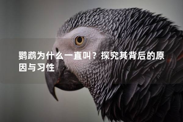鹦鹉为什么一直叫？探究其背后的原因与习性