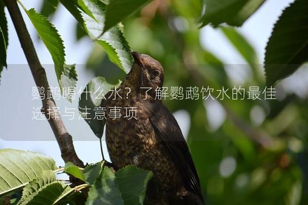 鹦鹉喝什么水？了解鹦鹉饮水的最佳选择与注意事项