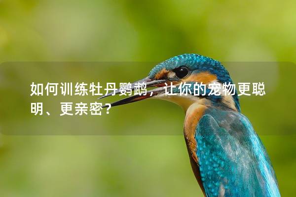 如何训练牡丹鹦鹉，让你的宠物更聪明、更亲密？