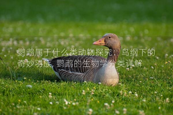 鹦鹉属于什么类动物探究：鸟纲下的奇妙羽族, 鹦鹉的生物学分类详解