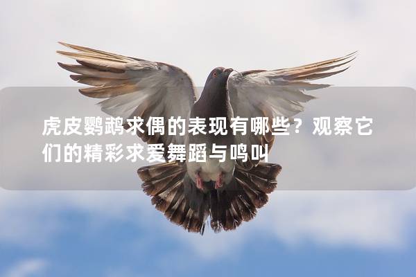 虎皮鹦鹉求偶的表现有哪些？观察它们的精彩求爱舞蹈与鸣叫