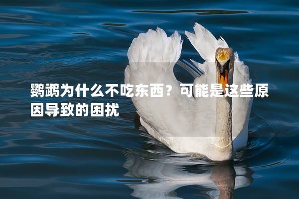 鹦鹉为什么不吃东西？可能是这些原因导致的困扰