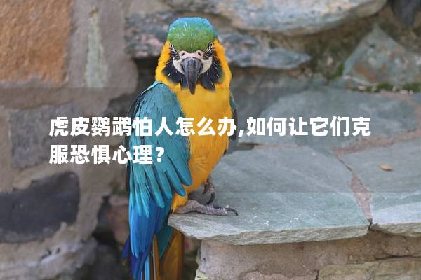 虎皮鹦鹉怕人怎么办,如何让它们克服恐惧心理？