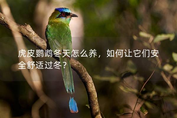 虎皮鹦鹉冬天怎么养，如何让它们安全舒适过冬？