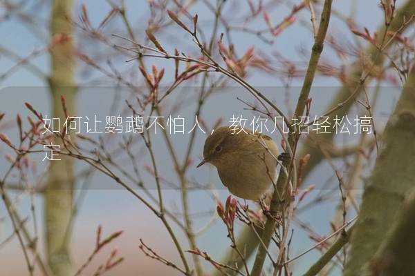 如何让鹦鹉不怕人，教你几招轻松搞定