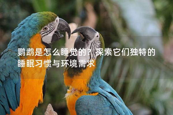 鹦鹉是怎么睡觉的？探索它们独特的睡眠习惯与环境需求