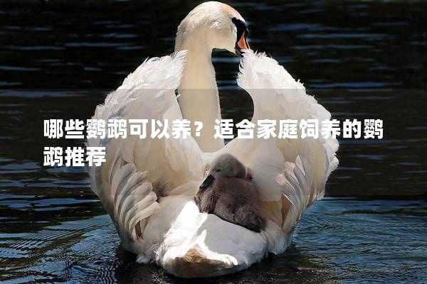 哪些鹦鹉可以养？适合家庭饲养的鹦鹉推荐