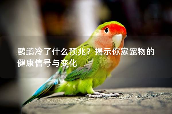 鹦鹉冷了什么预兆？揭示你家宠物的健康信号与变化