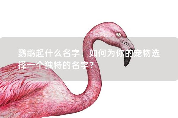 鹦鹉起什么名字，如何为你的宠物选择一个独特的名字？