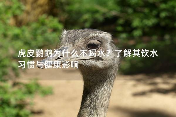 虎皮鹦鹉为什么不喝水？了解其饮水习惯与健康影响