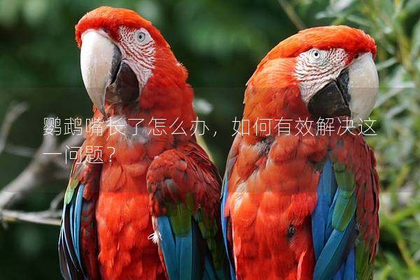 鹦鹉嘴长了怎么办，如何有效解决这一问题？