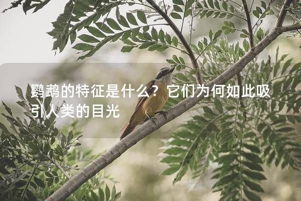 鹦鹉的特征是什么？它们为何如此吸引人类的目光