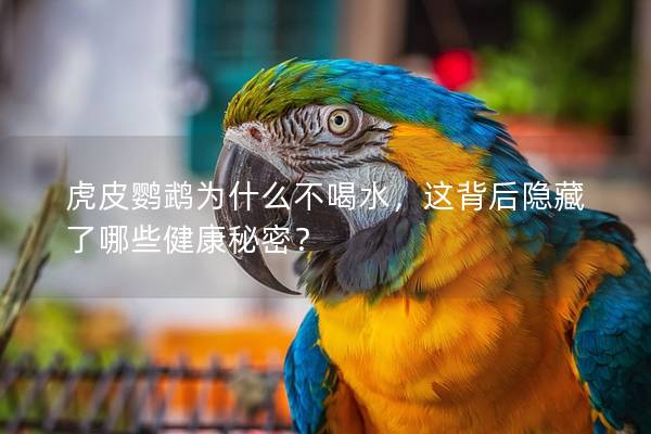 虎皮鹦鹉为什么不喝水，这背后隐藏了哪些健康秘密？