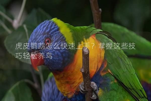 虎皮鹦鹉怎么快速上手？掌握这些技巧轻松养鸟