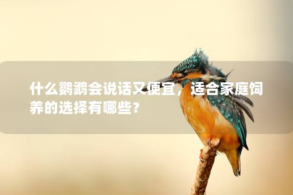 什么鹦鹉会说话又便宜，适合家庭饲养的选择有哪些？
