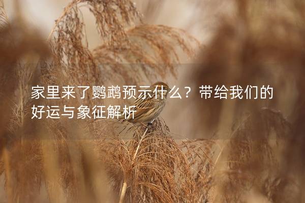 家里来了鹦鹉预示什么？带给我们的好运与象征解析