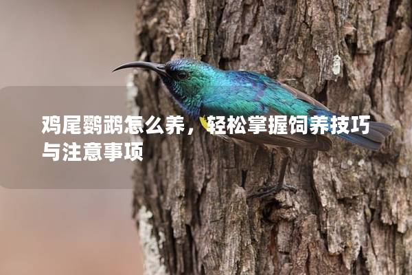 鸡尾鹦鹉怎么养，轻松掌握饲养技巧与注意事项