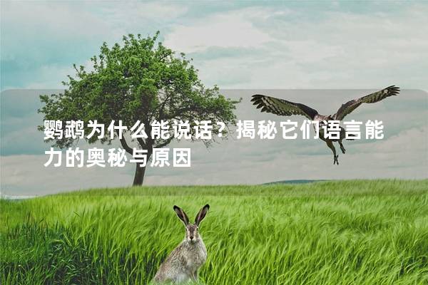 鹦鹉为什么能说话？揭秘它们语言能力的奥秘与原因