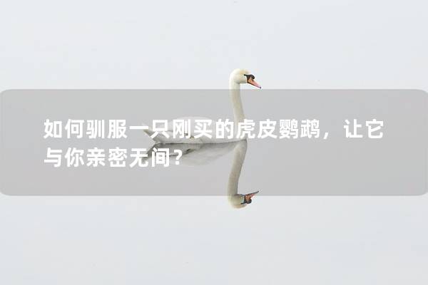 如何驯服一只刚买的虎皮鹦鹉，让它与你亲密无间？