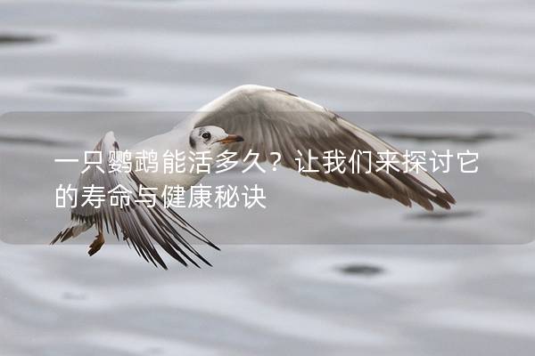 一只鹦鹉能活多久？让我们来探讨它的寿命与健康秘诀