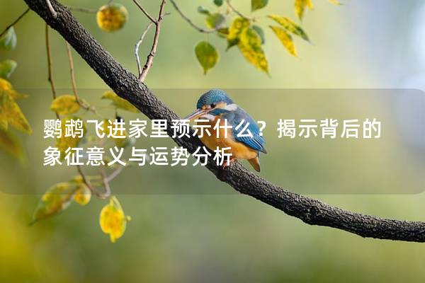 鹦鹉飞进家里预示什么？揭示背后的象征意义与运势分析