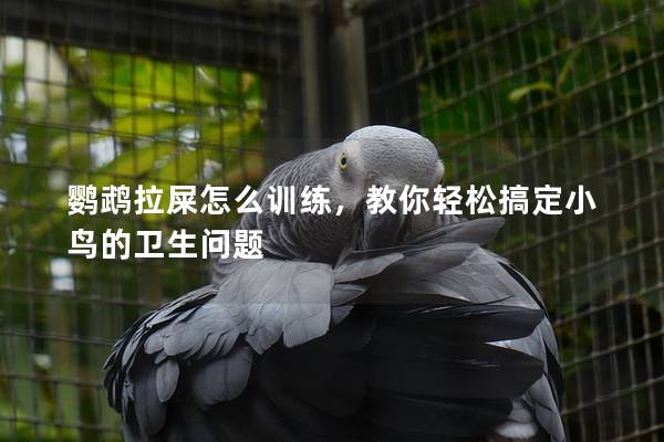 鹦鹉拉屎怎么训练，教你轻松搞定小鸟的卫生问题