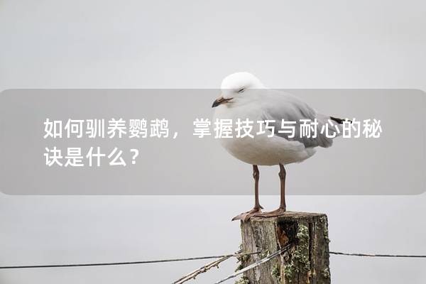 如何驯养鹦鹉，掌握技巧与耐心的秘诀是什么？