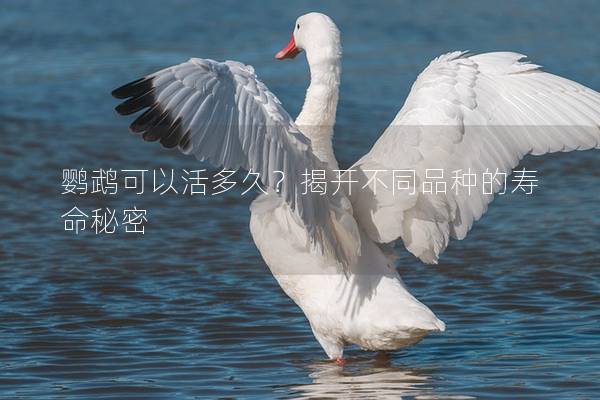 鹦鹉可以活多久？揭开不同品种的寿命秘密