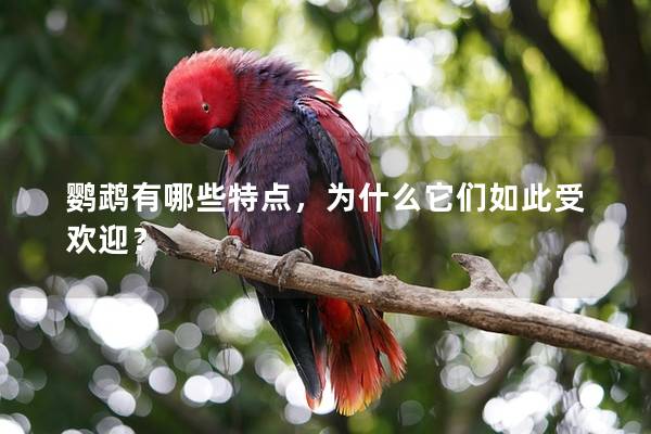 鹦鹉有哪些特点，为什么它们如此受欢迎？