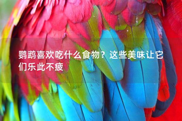 鹦鹉喜欢吃什么食物？这些美味让它们乐此不疲