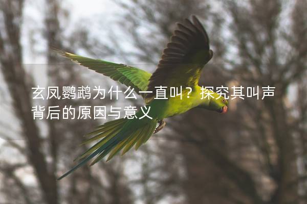 玄凤鹦鹉为什么一直叫？探究其叫声背后的原因与意义