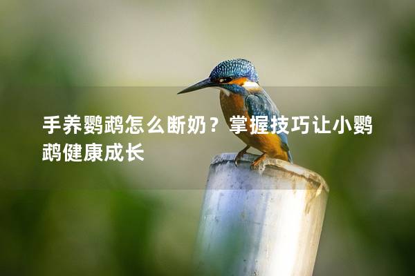 手养鹦鹉怎么断奶？掌握技巧让小鹦鹉健康成长
