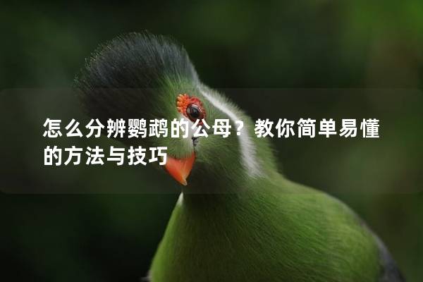 怎么分辨鹦鹉的公母？教你简单易懂的方法与技巧