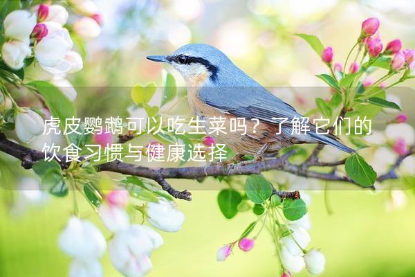 虎皮鹦鹉可以吃生菜吗？了解它们的饮食习惯与健康选择