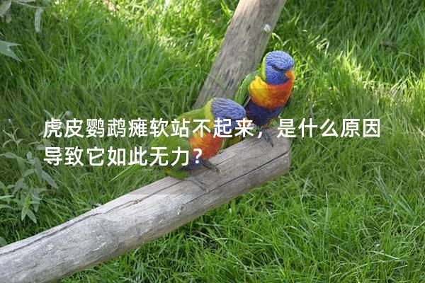 虎皮鹦鹉瘫软站不起来，是什么原因导致它如此无力？
