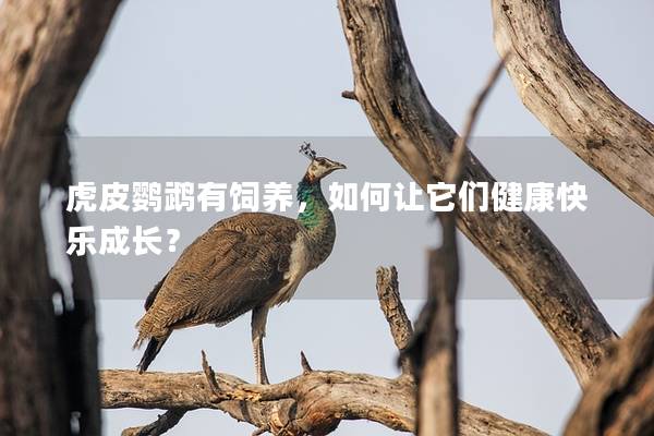 虎皮鹦鹉有饲养，如何让它们健康快乐成长？
