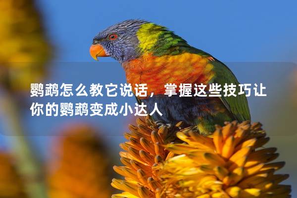 鹦鹉怎么教它说话，掌握这些技巧让你的鹦鹉变成小达人