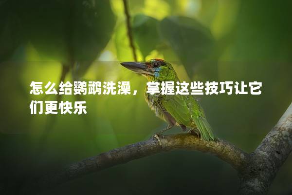怎么给鹦鹉洗澡，掌握这些技巧让它们更快乐