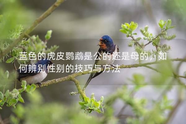 蓝色的虎皮鹦鹉是公的还是母的，如何辨别性别的技巧与方法
