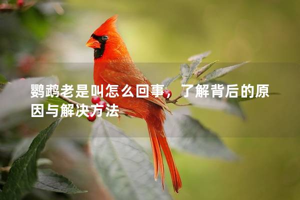 鹦鹉老是叫怎么回事，了解背后的原因与解决方法