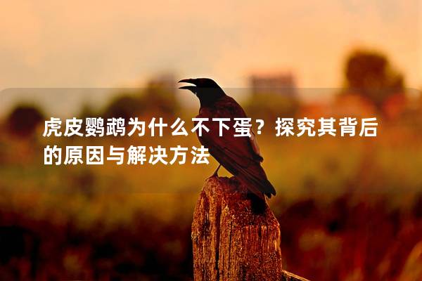 虎皮鹦鹉为什么不下蛋？探究其背后的原因与解决方法