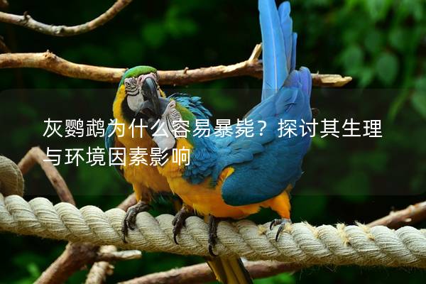 灰鹦鹉为什么容易暴毙？探讨其生理与环境因素影响